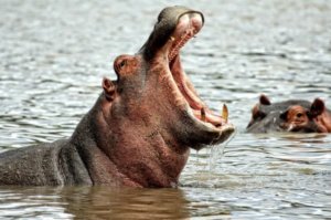 methode-anti-hippopotame-prise-parole-voxpreneur-ennealogie-2