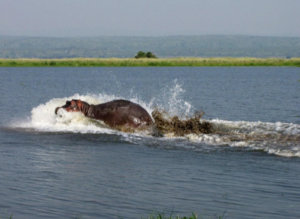 methode-anti-hippopotame-prise-parole-voxpreneur-ennealogie-3