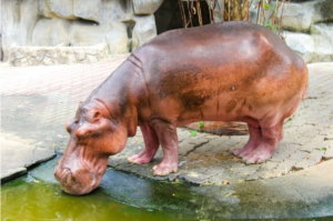 methode-anti-hippopotame-prise-parole-voxpreneur-ennealogie-4