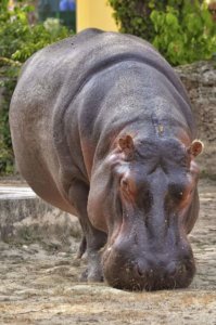 methode-anti-hippopotame-prise-parole-voxpreneur-ennealogie-7